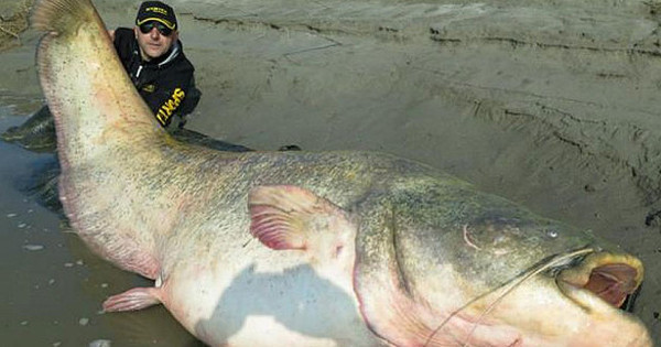 В брюхе 100-летней рыбы нашли останки офицера-эсэсовца (фото)